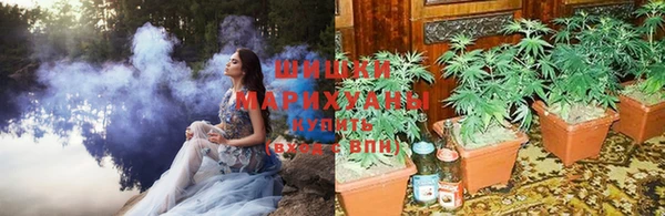 прущие грибы Ельня